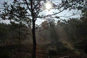 Tree Wood Fall