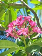 pink flowers in the garden near the bushes