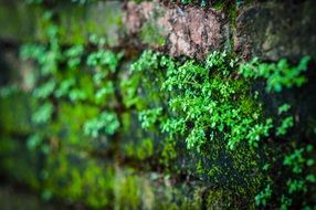 green moss growing on a brick wall