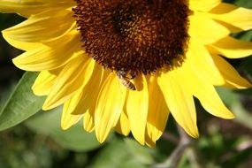 sunflower harvest