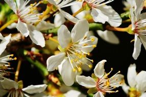 spring flowering plants close up