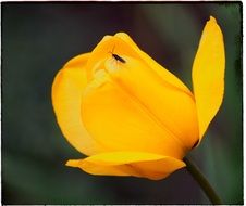 black beetle on a bright yellow tulip bud