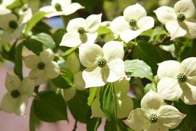 Beautiful, white oiser flowers with green leaves