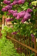 blooming lilac behind a small fence