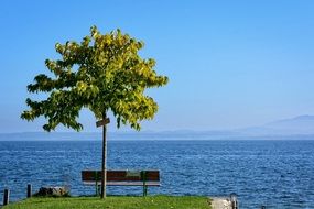 bench under a tree, a city promenade