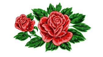 red roses as a colorful drawing