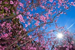 the sun rays behind the cherry blossoms