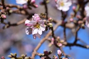 bee near a cherry flower