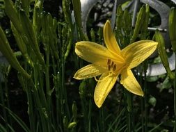 yellow daylily in a green garden