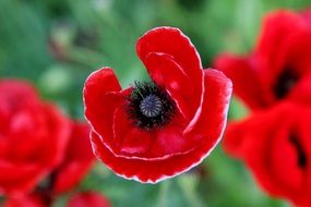 red poppies with white border on a blurred background