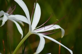 Beautiful white flowers bloom in the garden