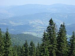 mountains with evergreen trees