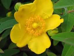 Beautiful yellow flower in the garden