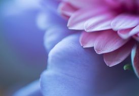 Macro photo of the purple flower