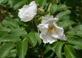 white rugosa close up