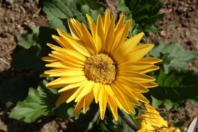 Beautiful Yellow sunflower plant