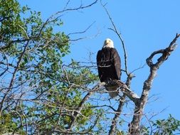 handsome Eagle on a tree on a sunny day