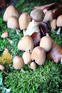 mushroom glade on green grass