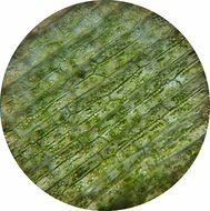 Round microscopic view of green waterweed at white background