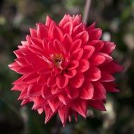 Flower Red Dahlia close-up on blurred background