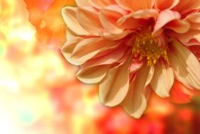 orange dahlia on an orange background