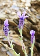 lavender flowering bush