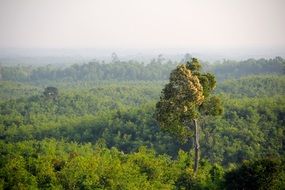 green trees in a forest grove in the jungle