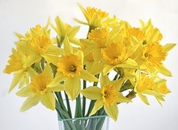 wonderful Daffodils Bouquet