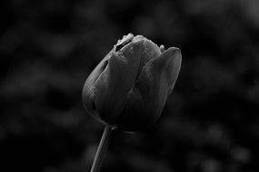 Tulip Macro black and white photography