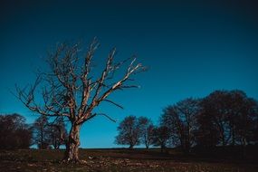 Landscape with the tree and blue sky