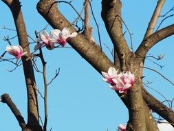 magnolia blossoms in springtime