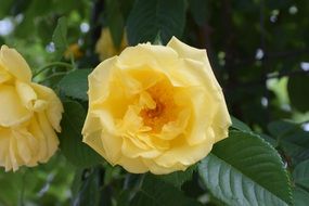 Yellow Pretty Spring