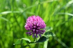 Clover Pink