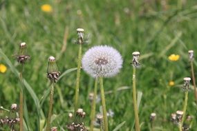 ball-shaped dandelion with white seeds in a meadow closeup