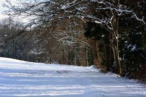 quiet winter forest on a sunny day