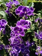 bright purple flowers in the sunlight close-up