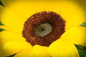 Natural Sun Flower