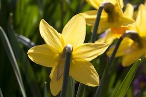 blooming daffodils in the garden