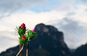 green thistle buds on a mountain background close-up on blurred background