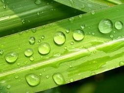 Water Drops on Grass Green leaf