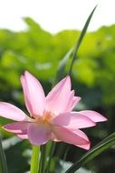 delicate lotus flower in the morning