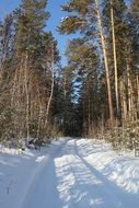 Landscape of snowy forest trail