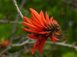 Beautiful Korallenbaum blossom in South Africa