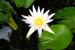 Whitewide open water lily flower above water