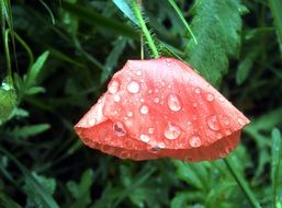 Water on the poppy petals