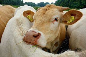 Head of red cattle on back of white one