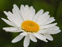 daisy flower in water drops