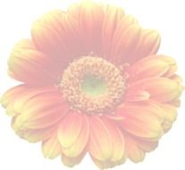 Gerbera Orange Translucent