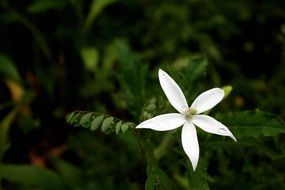 tiny white Flower with five petals