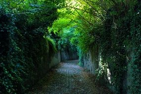 Landscape of path in green forest